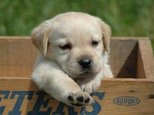 Che bellino questo cagnolino... ha proprio un bel canino... What kind of Italian is that??