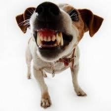 caninocagnolino1