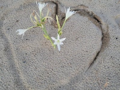 Gigli marini (Sea Lilies)
